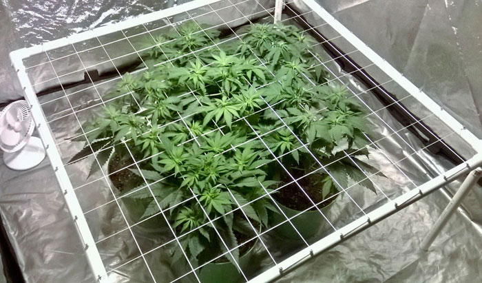 Почему ScrOG можно применять только для феминизированных семок или клонов?