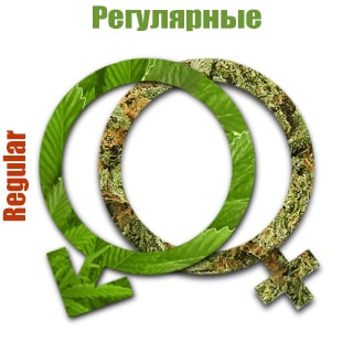 Регулярные семена конопли