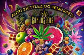 Auto Zkittlez OG feminised GanjaSeeds - баланс индики и сативы