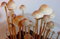 Чем интересен псилоцибиновый гриб Psilocybe cubensis